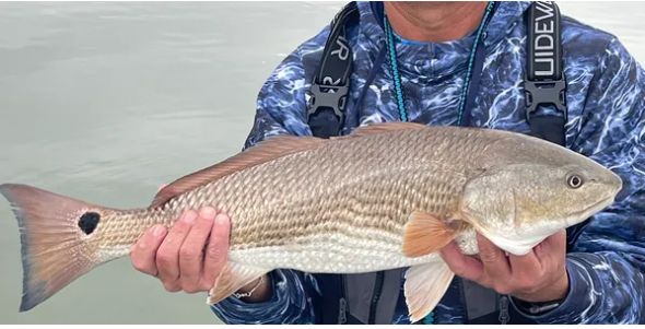 Fish